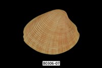 藏品(女神長文蛤(棕肋長文蛤))的圖片